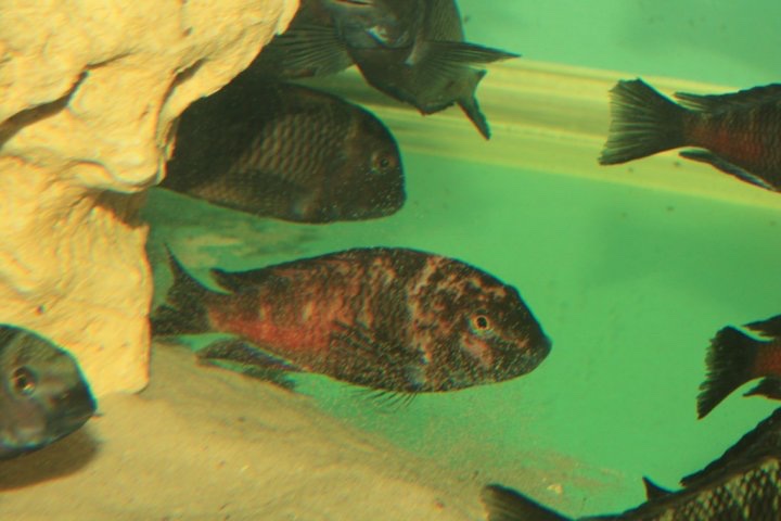 Tropheus sp. 'red' Cape Kipimbi (Kushangaza)